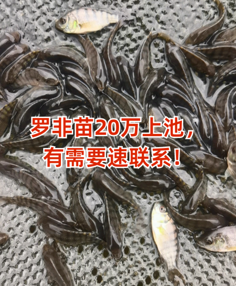罗非海南1号/鱼苗/渔产/，现货足，支持全国各地发货，