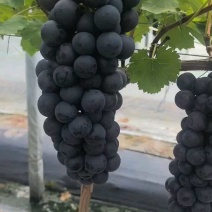 【实力推荐】精品夏黑葡萄产地直发量大从优可视频看货
