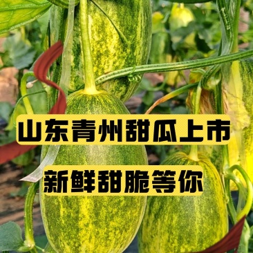代办甜瓜星甜二十金冠绿美人花美人博洋九绿宝八里香等等