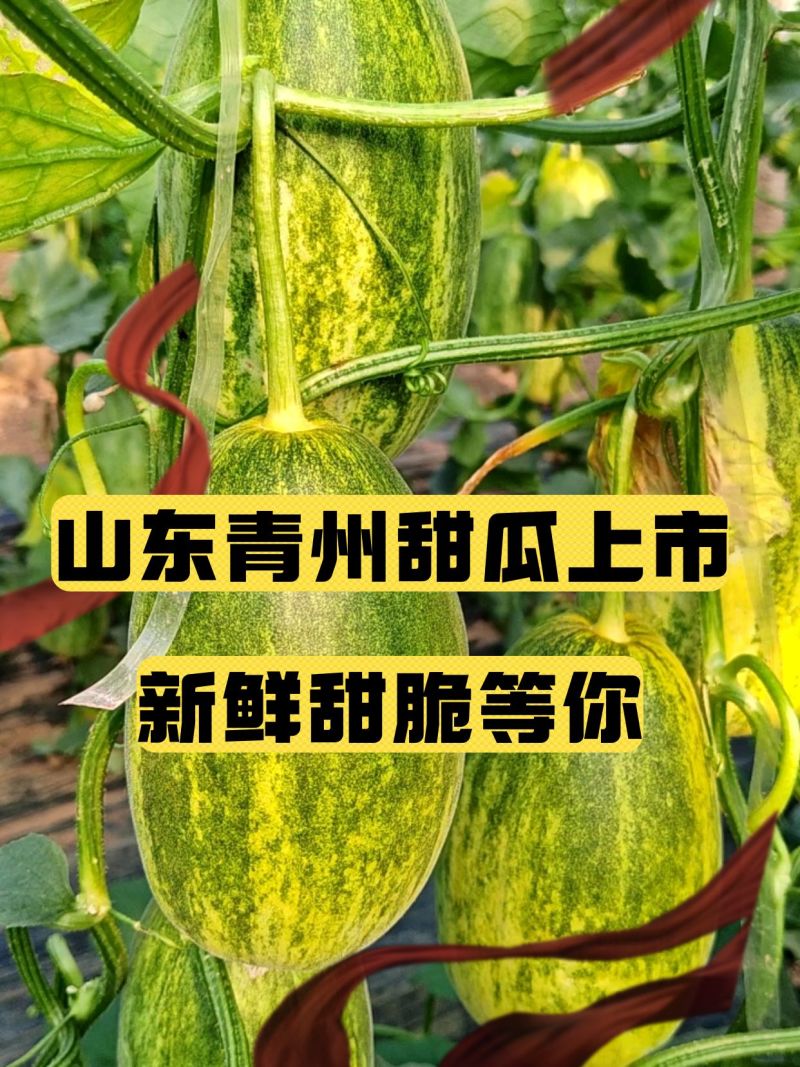 代办甜瓜星甜二十金冠绿美人花美人博洋九绿宝八里香等等