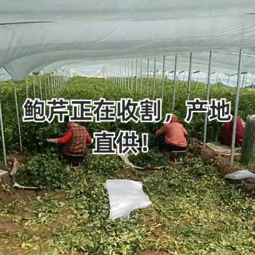 [优选]山东章丘鲍芹芹菜鲍芹产地直发一手货源