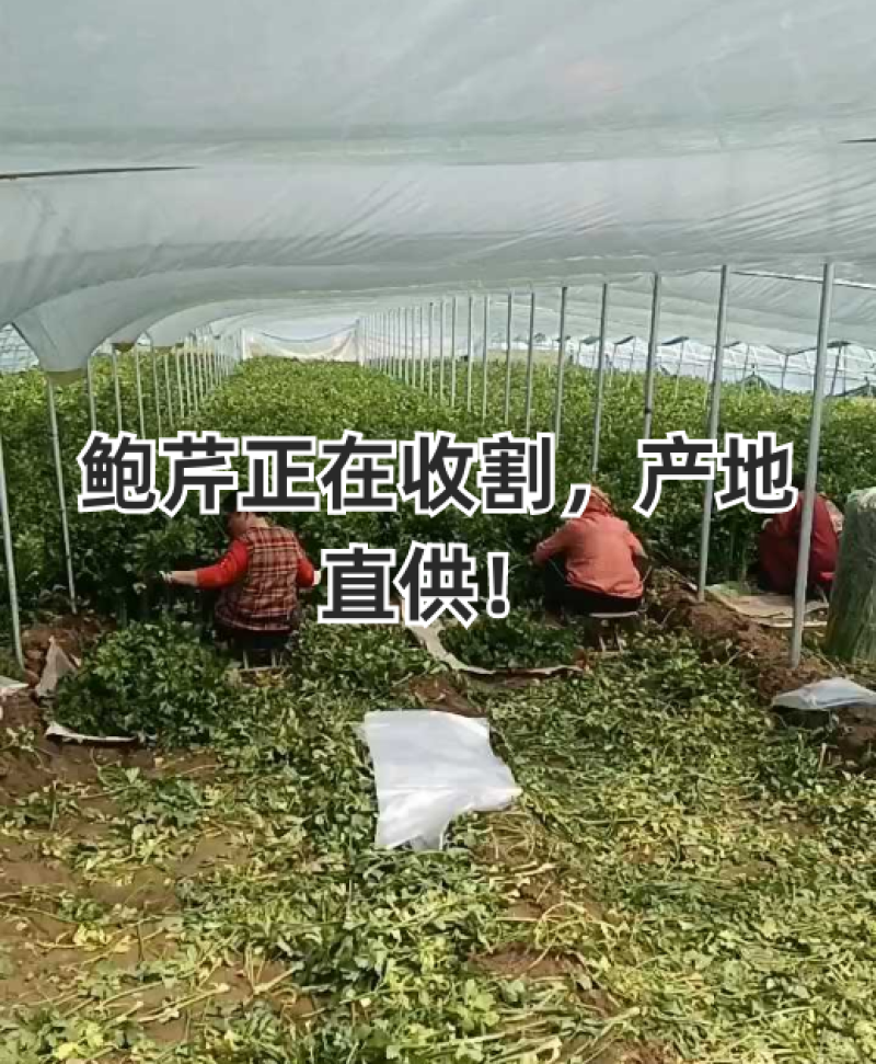 [优选]山东章丘鲍芹芹菜鲍芹产地直发一手货源