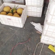 山东头茬网纹瓜供应市场商超直播带货社区团购生鲜平台多年经验