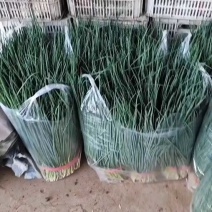 小葱45—55公分左右产地直发，有专业打包人员可提供