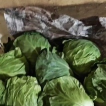 邯郸甘蓝大量到货，收货价0.35元起