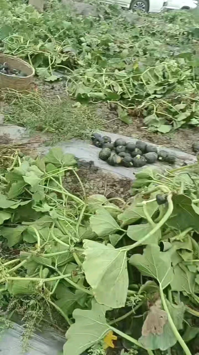 贝贝南瓜大量有货