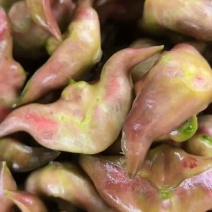 大青菱角，二青菱角