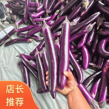 紫长茄河南焦作博爱县广茄大量现货直供加工厂电商平台等