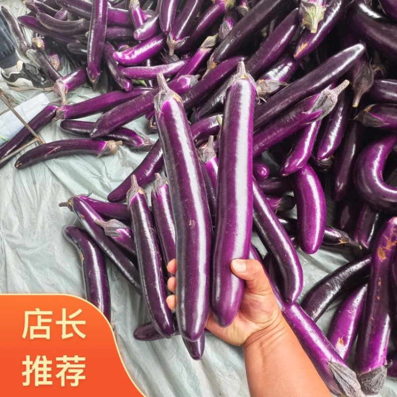 紫长茄河南焦作博爱县广茄大量现货直供加工厂电商平台等