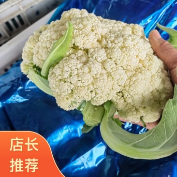 河南焦作博爱县有机花菜大量现货小米粒面白根平代发全国
