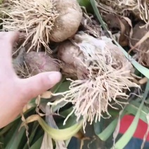【全国可发】河南大蒜大量上市产地直供价格美丽欢迎来电