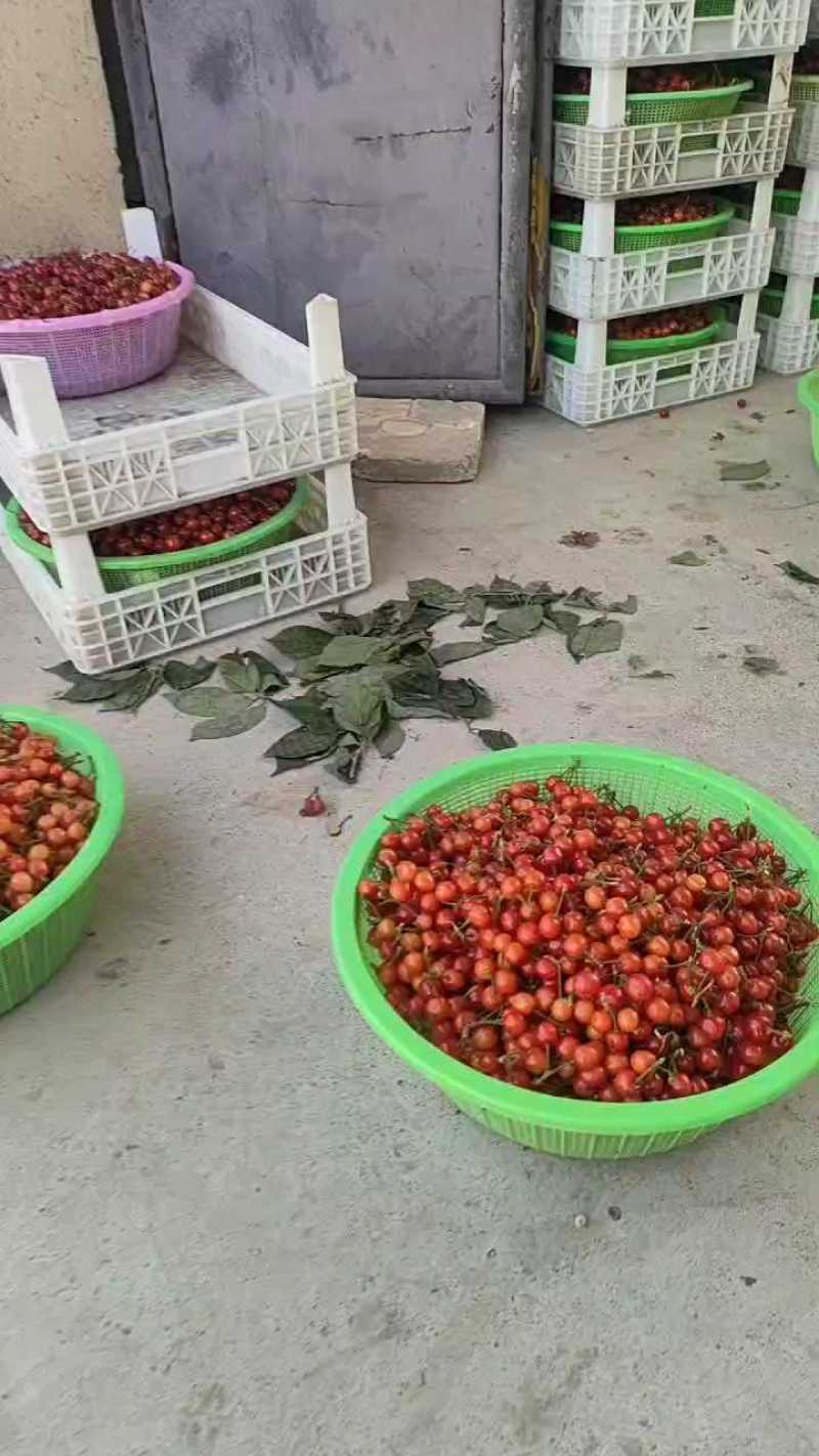 樱桃，露天樱桃紫冠大量上市，个大皮厚，肉质香甜，耐运输
