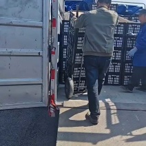 绥中县红香酥梨大量供应价格优惠一手货源支持视频看货