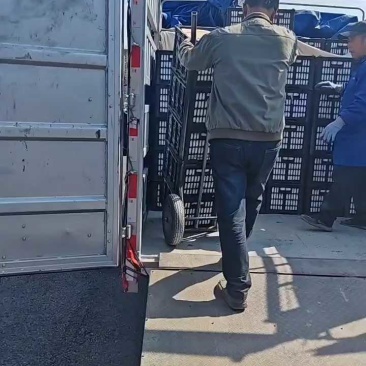 绥中县红香酥梨大量供应价格优惠一手货源支持视频看货
