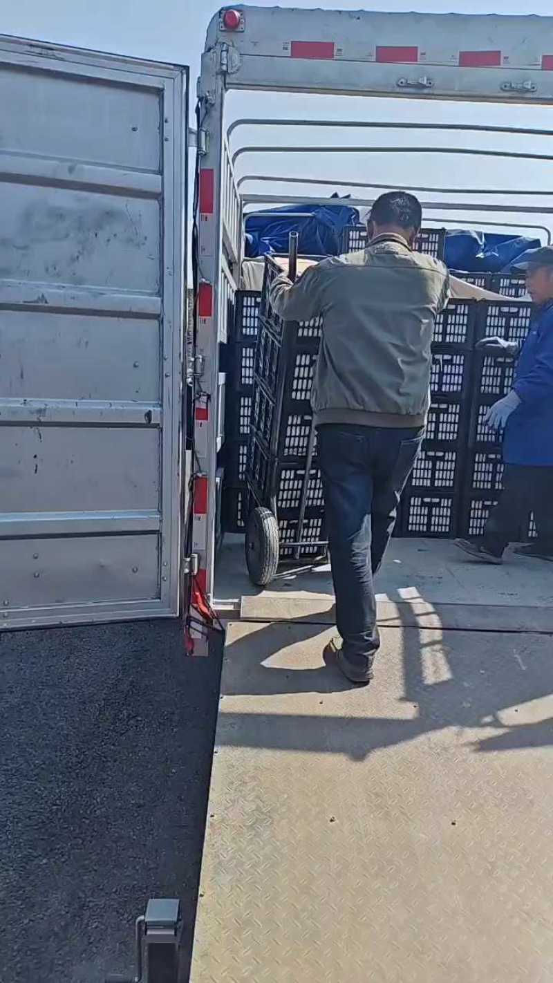 绥中县红香酥梨大量供应价格优惠一手货源支持视频看货