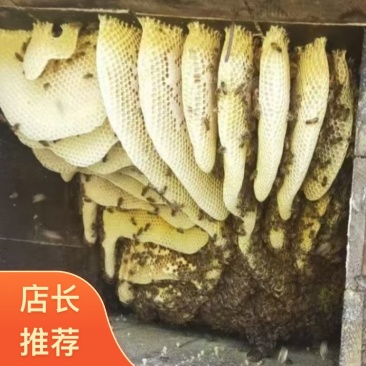 湖北宜昌深山正宗土蜂蜜品质好浓度高自产自销可批发