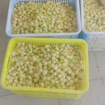丹东菇茑，产地直发一手货源，量大价优