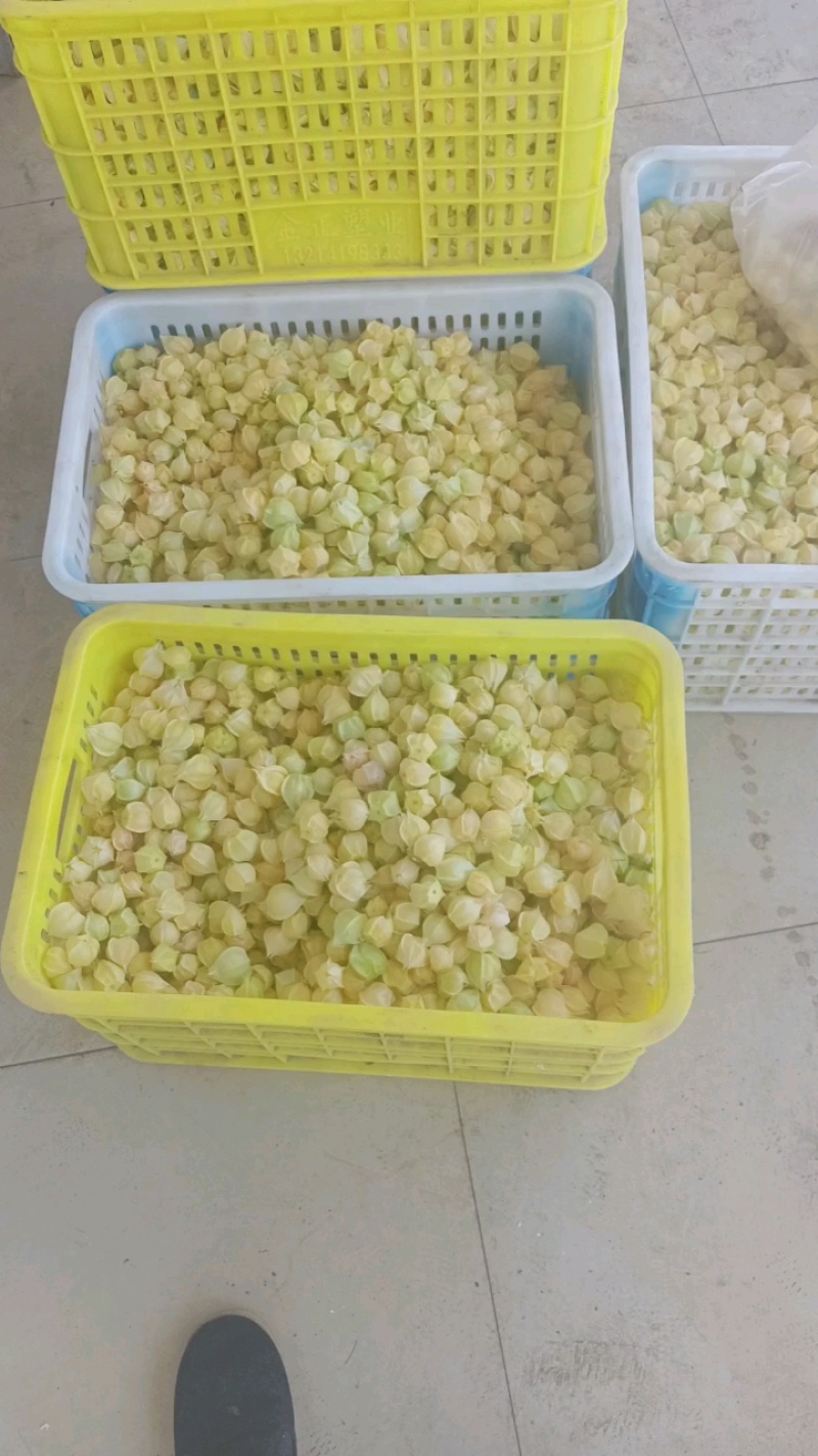 丹东菇茑，产地直发一手货源，量大价优