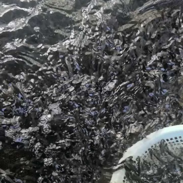 鲫鱼苗中科五号彭泽鲫鱼抗病毒生长速度快产量高规格齐全