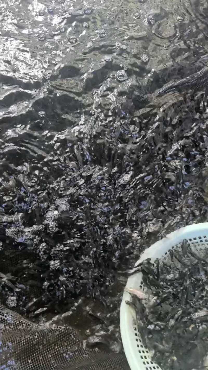 鲫鱼苗中科五号彭泽鲫鱼抗病毒生长速度快产量高规格齐全