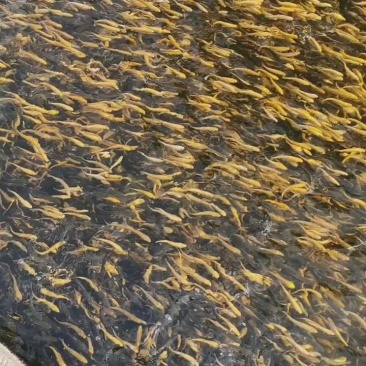 优质三倍体虹鳟鱼苗，两倍体虹鳟鱼苗，金樽鱼苗，欢迎订购。