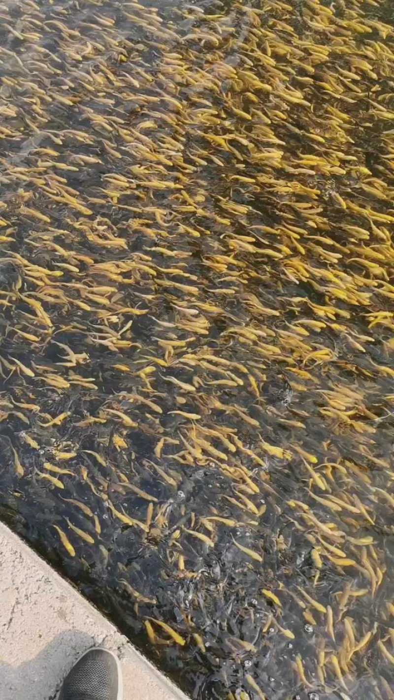 优质三倍体虹鳟鱼苗，两倍体虹鳟鱼苗，金樽鱼苗，欢迎订购。