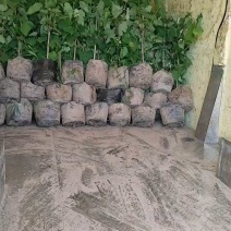 带果盆栽葡萄树葡萄苗基地直发对接全国提供技术指导