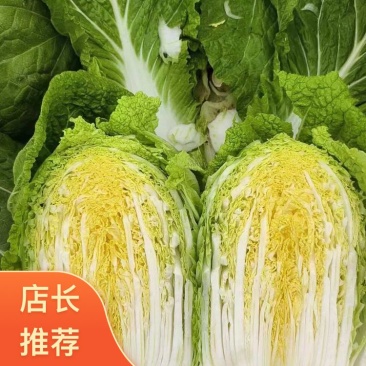 辽宁沈阳新民市白菜上市黄心白菜【品质保证】货源充足量大