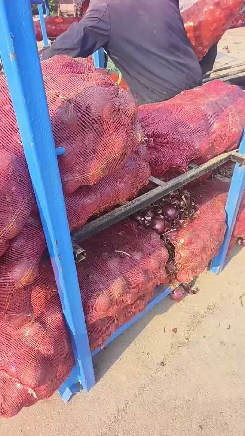 山东洋葱红皮洋葱基地直发一手货源量大从优实力保证全国发货
