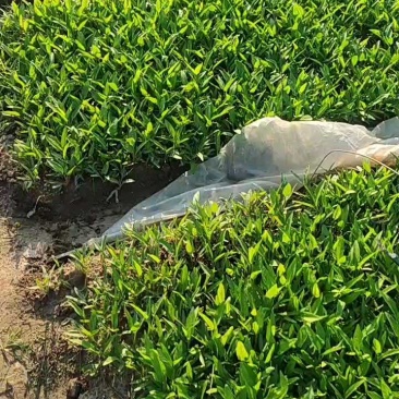 深圳本地大叶空心菜！长年每天现货供应深圳东莞广州佛山周边
