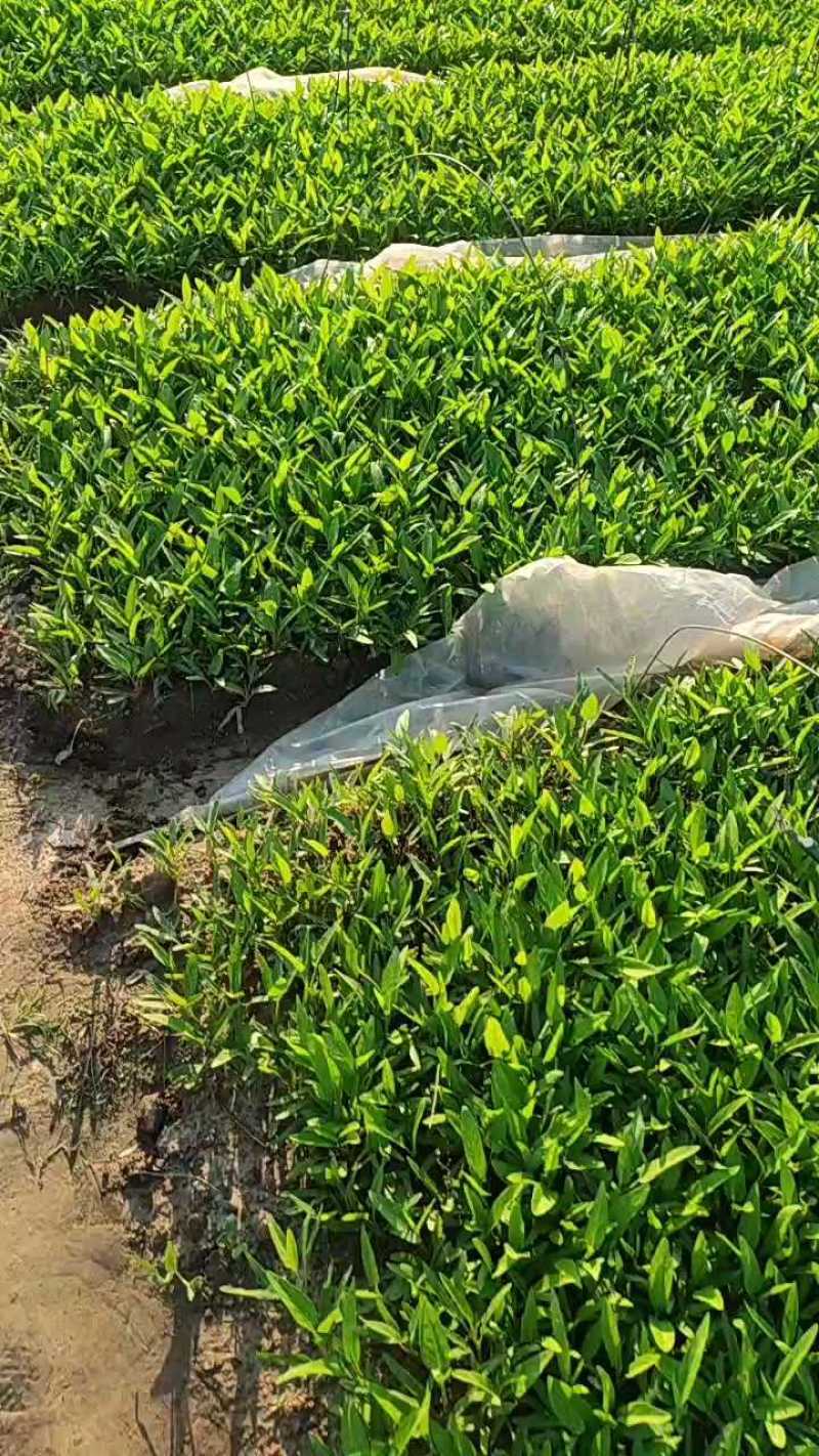 深圳本地大叶空心菜！长年每天现货供应深圳东莞广州佛山周边