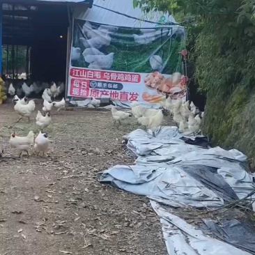 江山白毛乌骨鸡江山发货源头高品质包健康好养好喂