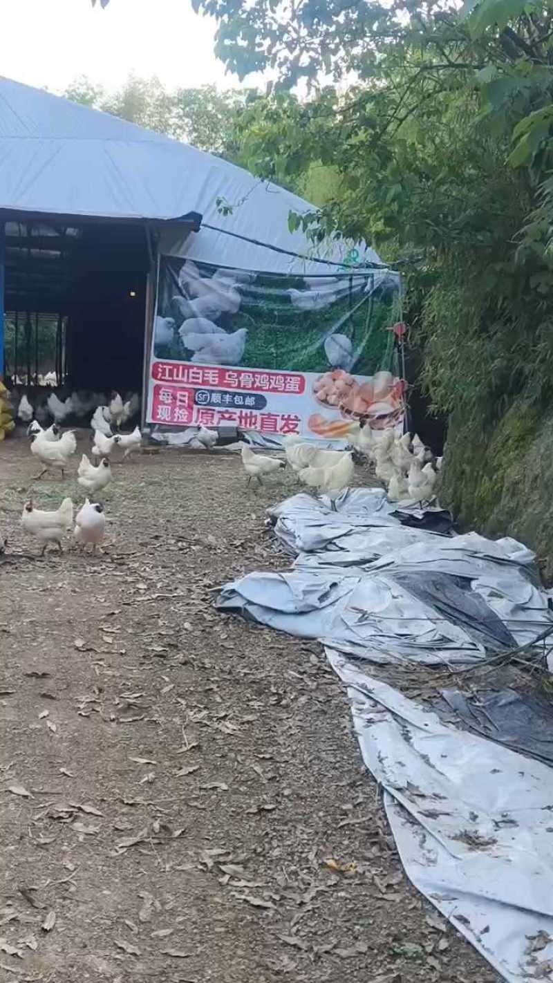 江山白毛乌骨鸡江山发货源头高品质包健康好养好喂