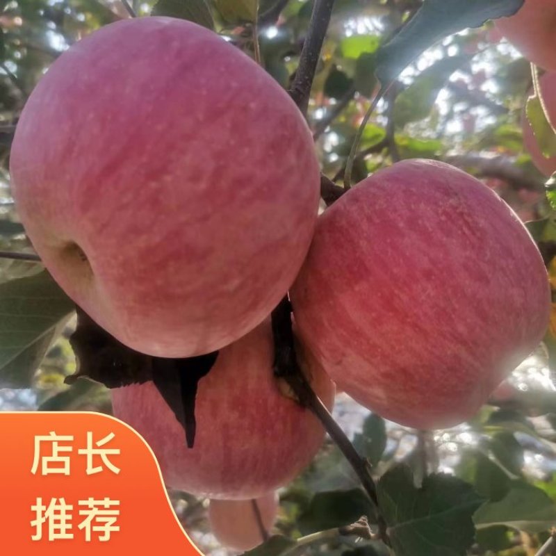 【2026精品】陕西礼泉县膜袋红富士苹果质量有保证