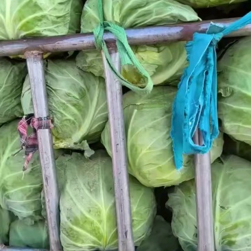 河南精品圆包菜大量上市中产地直供品质优良一手货源
