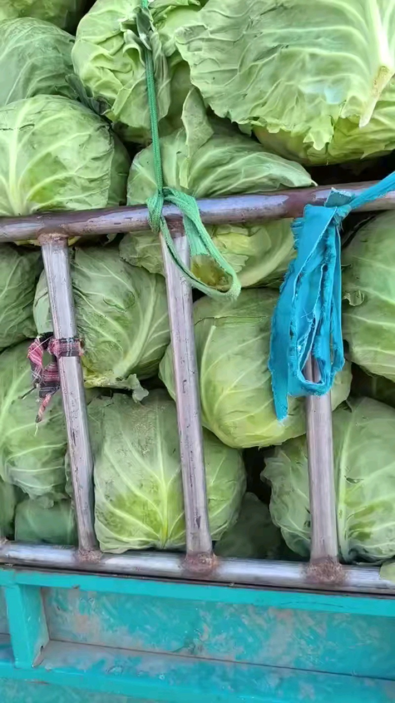 河南精品圆包菜大量上市中产地直供品质优良一手货源