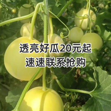 新乐贺红义果蔬货站