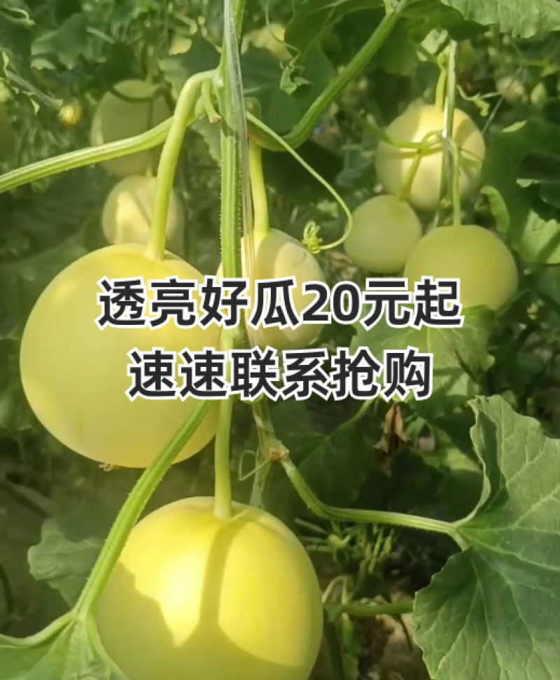 新乐贺红义果蔬货站