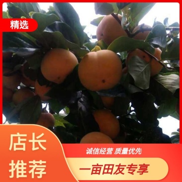 柿子-甜柿脆皮市子，云南文山产地直销，品质好，果子大