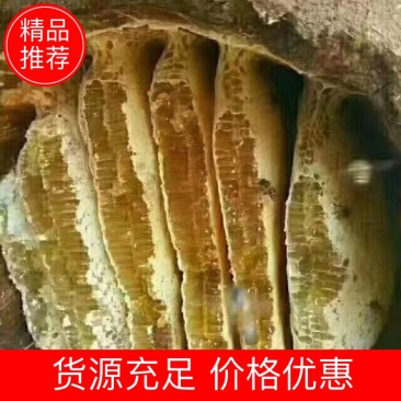 蜂蜜-野蜂蜜大山里的纯野生蜂蜜假一赔十