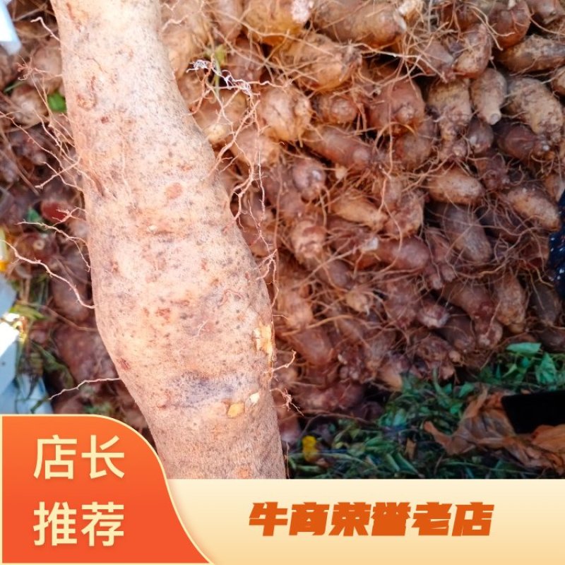 云南山药产地现货量大价格可优惠