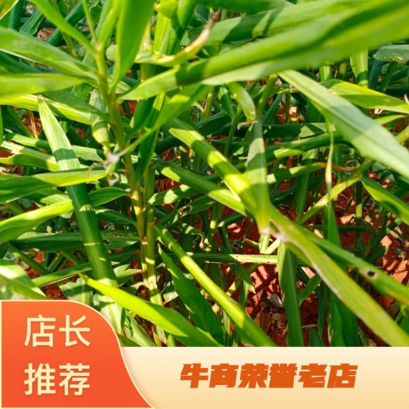 生姜预售小黄姜产地直销量大价格可优