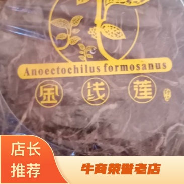 云南文山金线莲批发产地直销一手货源包邮