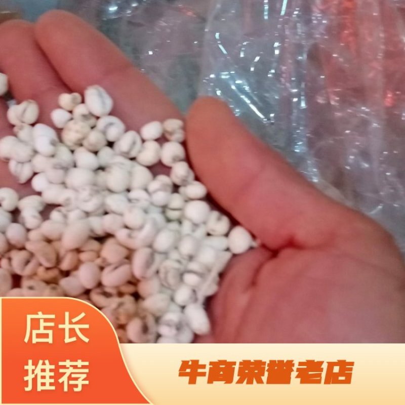 云南文山川贝贝母批发零售包邮两大从优