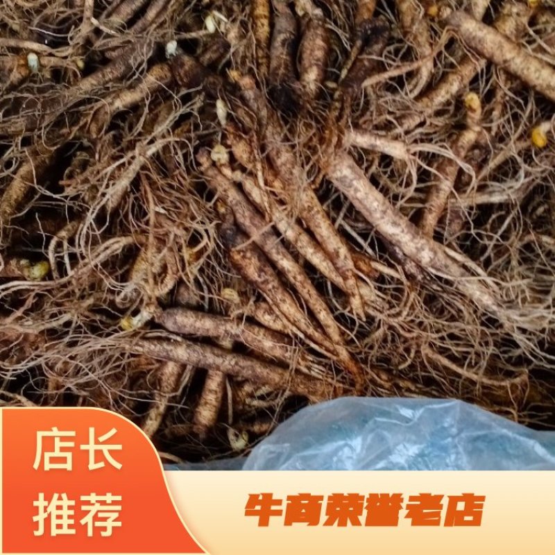 云南文山-人参-鲜人参批发量大价格优惠包邮