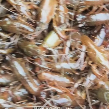 【牛商极力推荐】湖北潜江精品小龙虾，规格齐全。保质保量