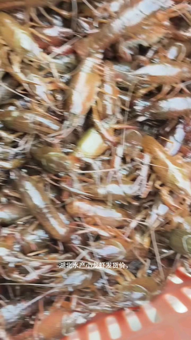 【牛商极力推荐】湖北潜江精品小龙虾，规格齐全。保质保量