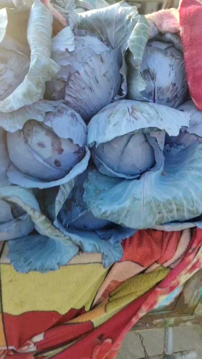 优质紫甘蓝，产地直供，货量充足