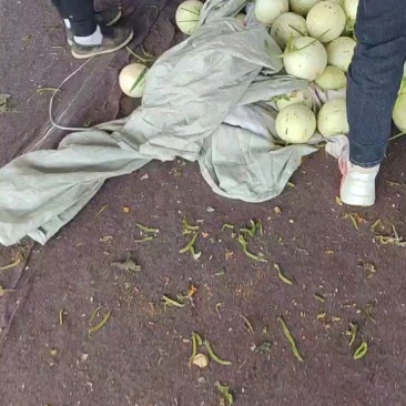 网红玉菇冰激凌甜瓜产地直发现摘现发对接全国
