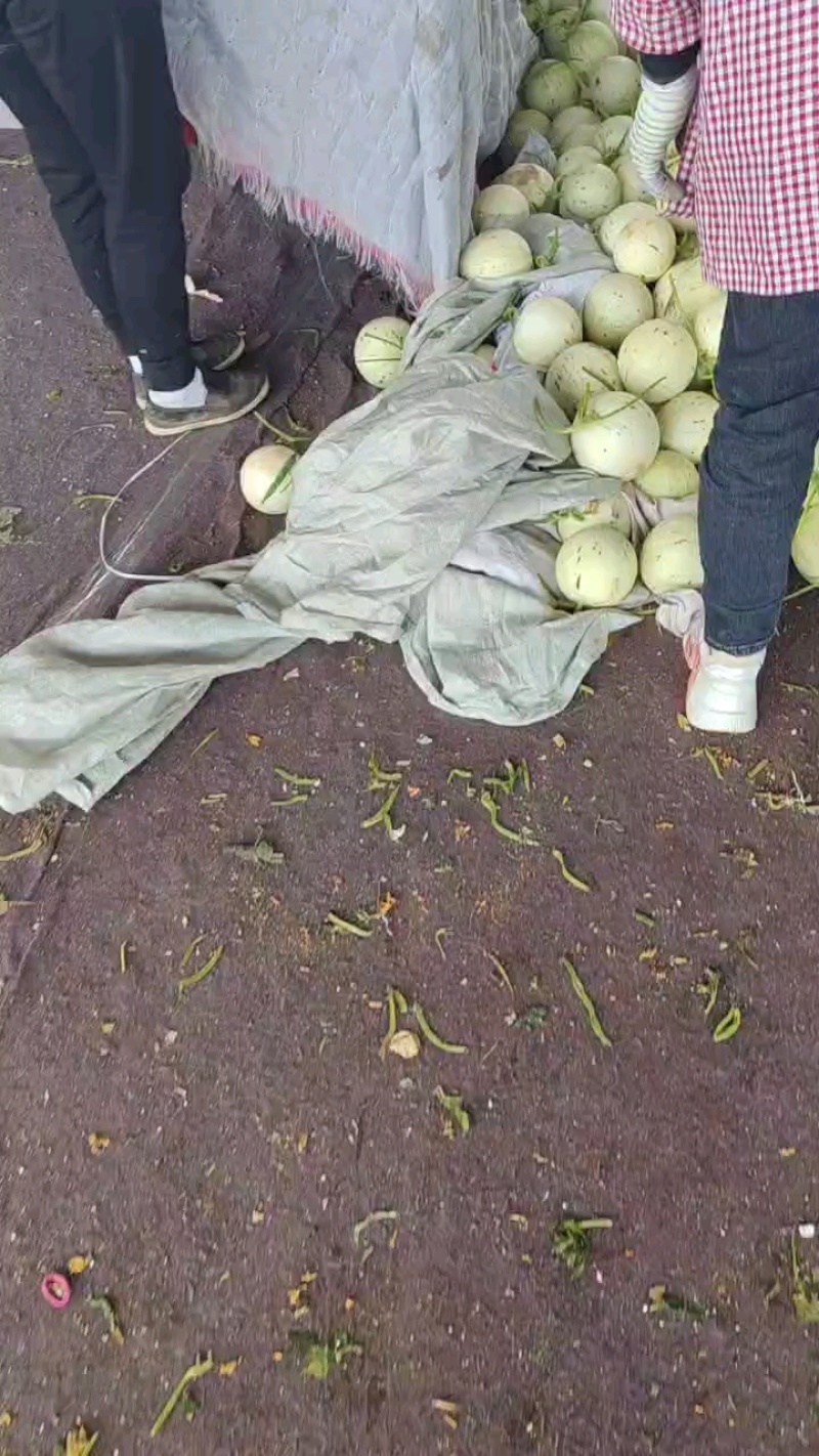 网红玉菇冰激凌甜瓜产地直发现摘现发对接全国